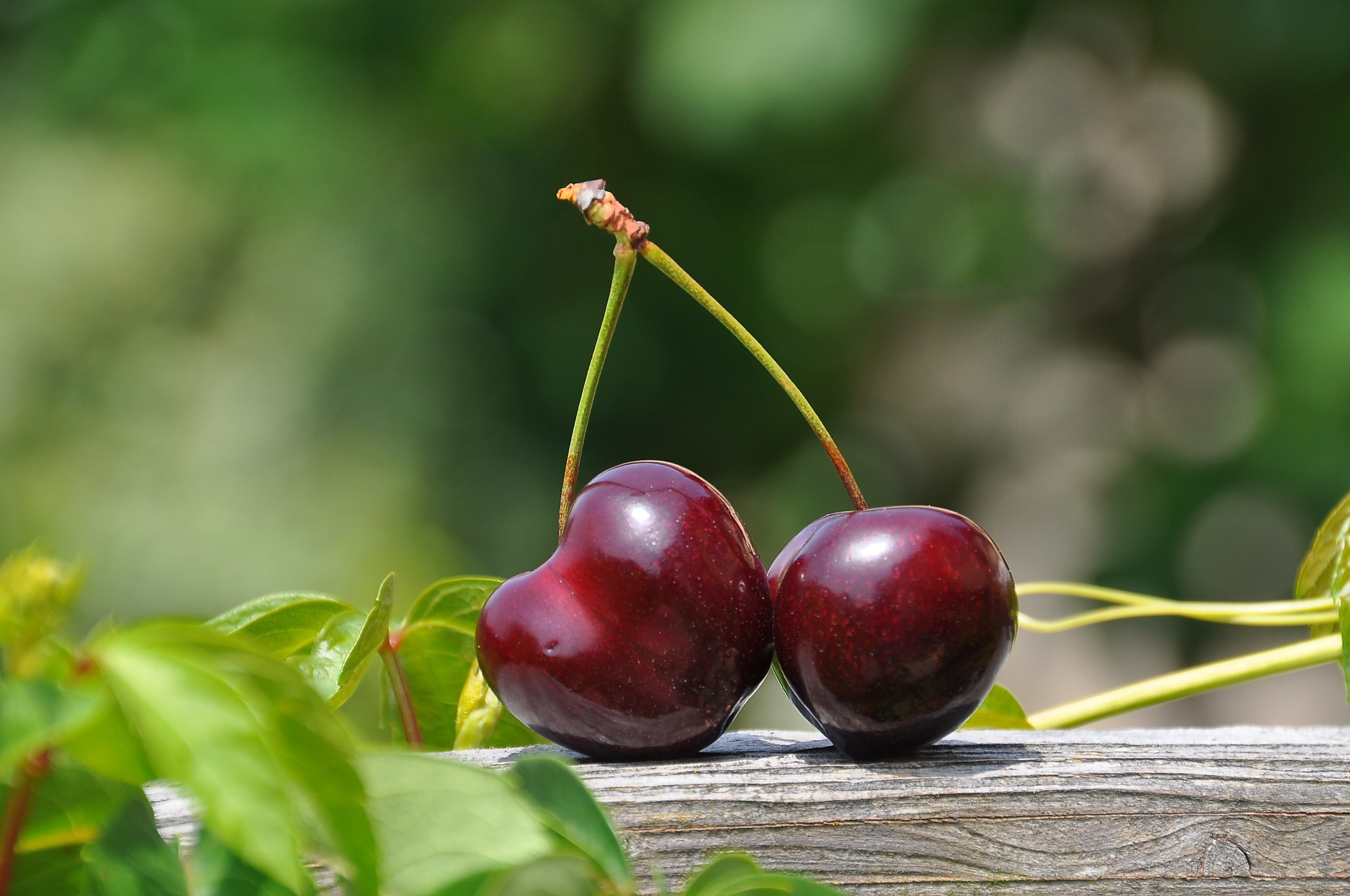 Cherries Are The Best Summer Fruit