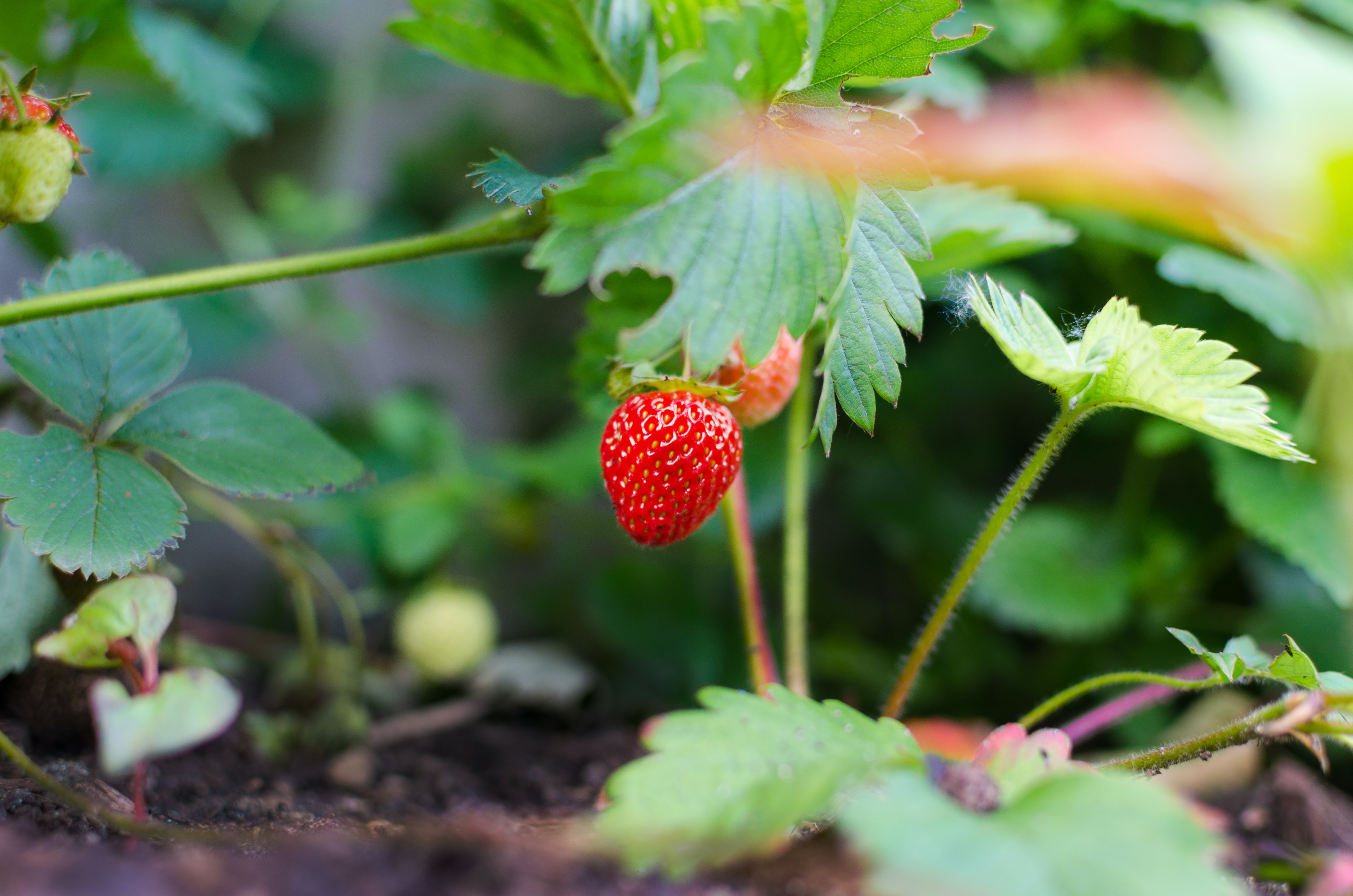 Strawberries Are The Candy Of Summer