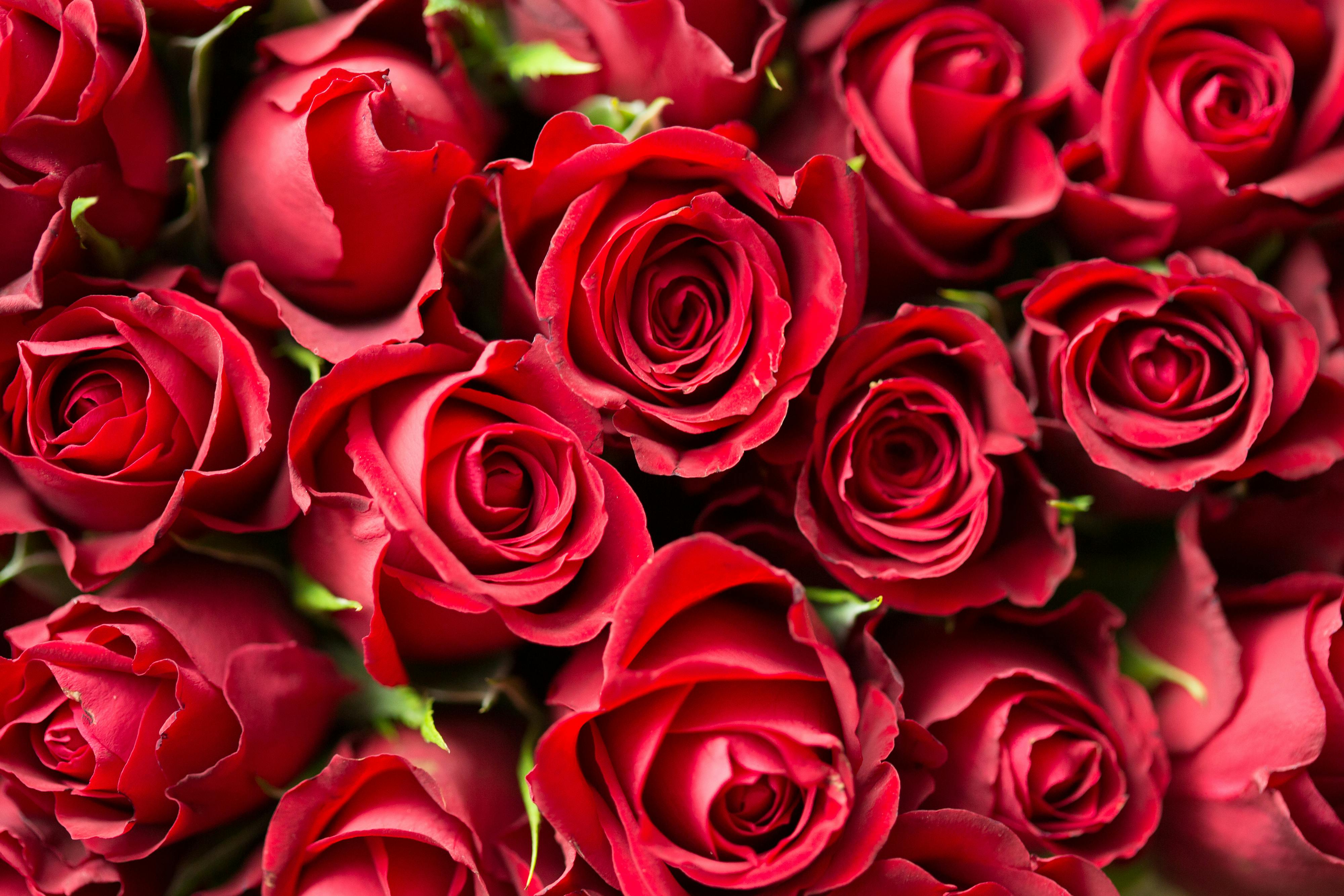 Sending Mom All Our Love And Red Roses